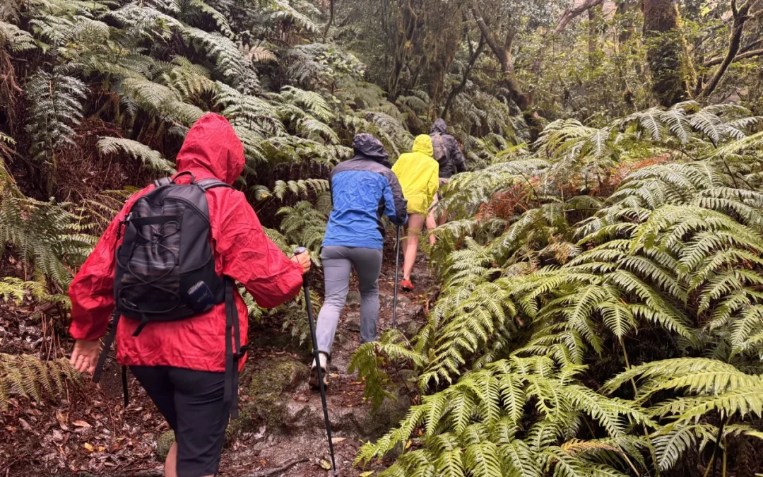 Grupo de senderistas con chubasqueros y mochilas caminando entre helechos en el bosque de Anaga