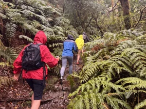 Grupo de senderistas con chubasqueros y mochilas caminando entre helechos en el bosque de Anaga