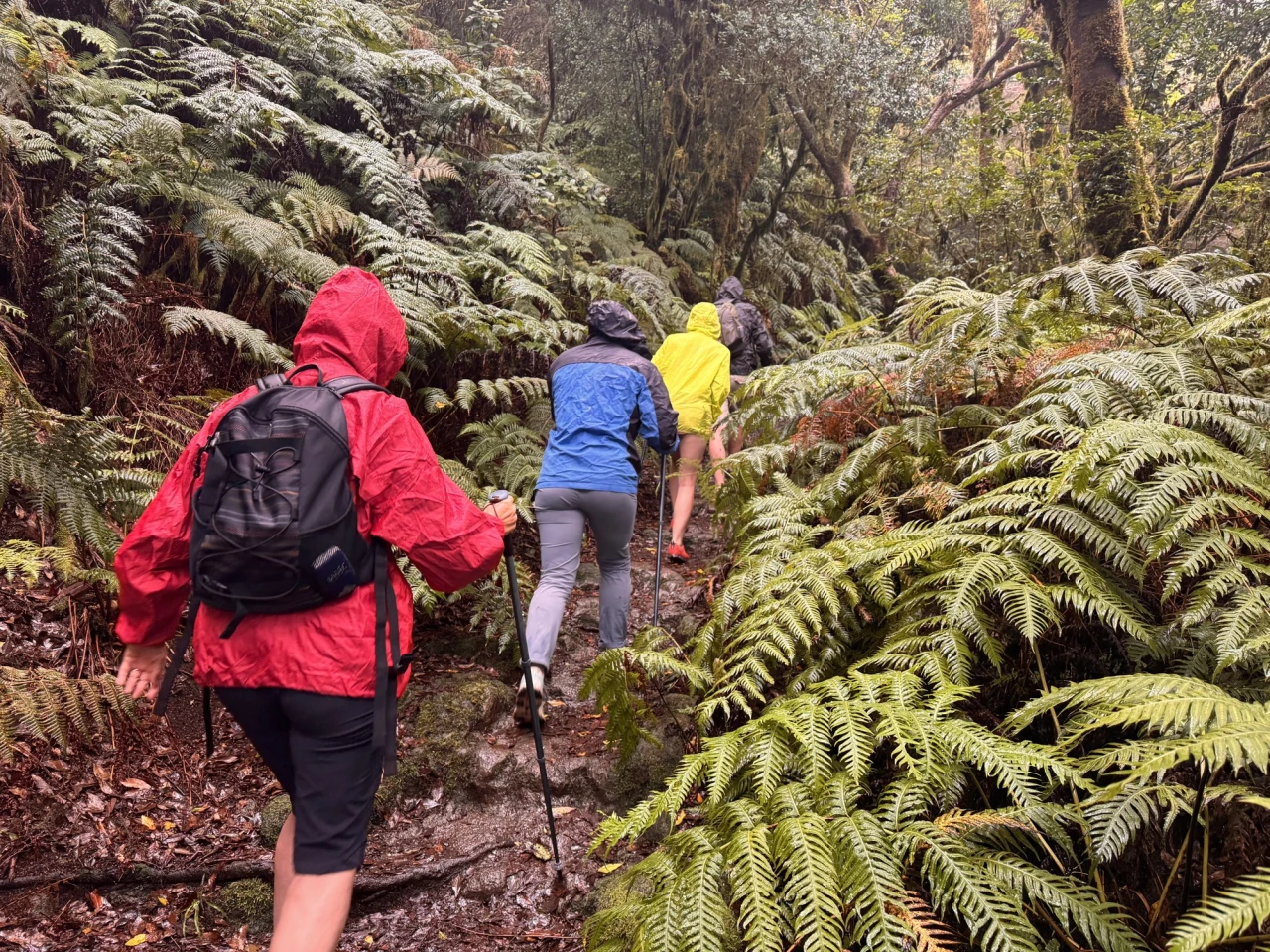 Grupo de senderistas con chubasqueros y mochilas caminando entre helechos en el bosque de Anaga